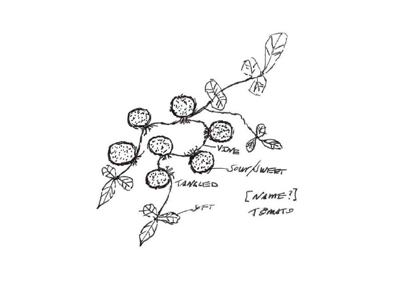 Tomato vines