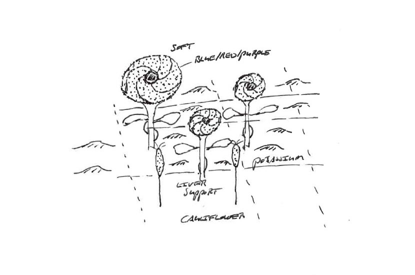 Cauliflower fields